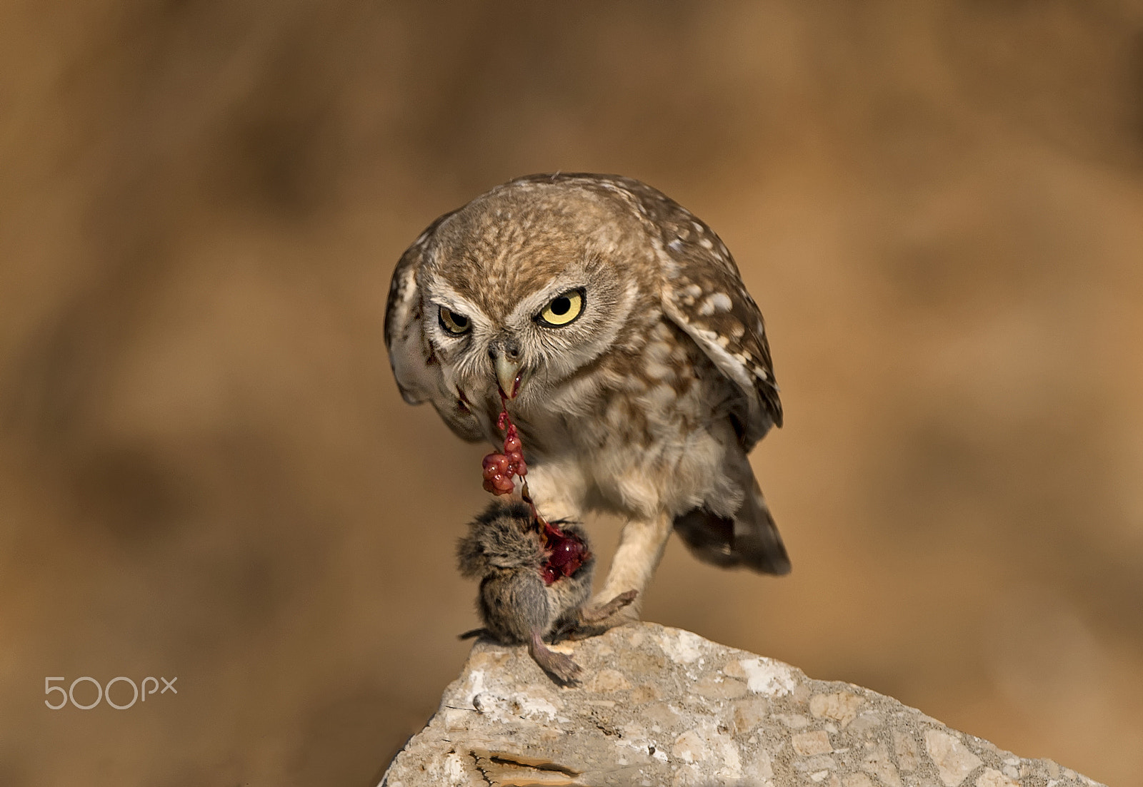Nikon D5 + Nikon AF-S Nikkor 500mm F4G ED VR sample photo. They just look cute...:-) photography