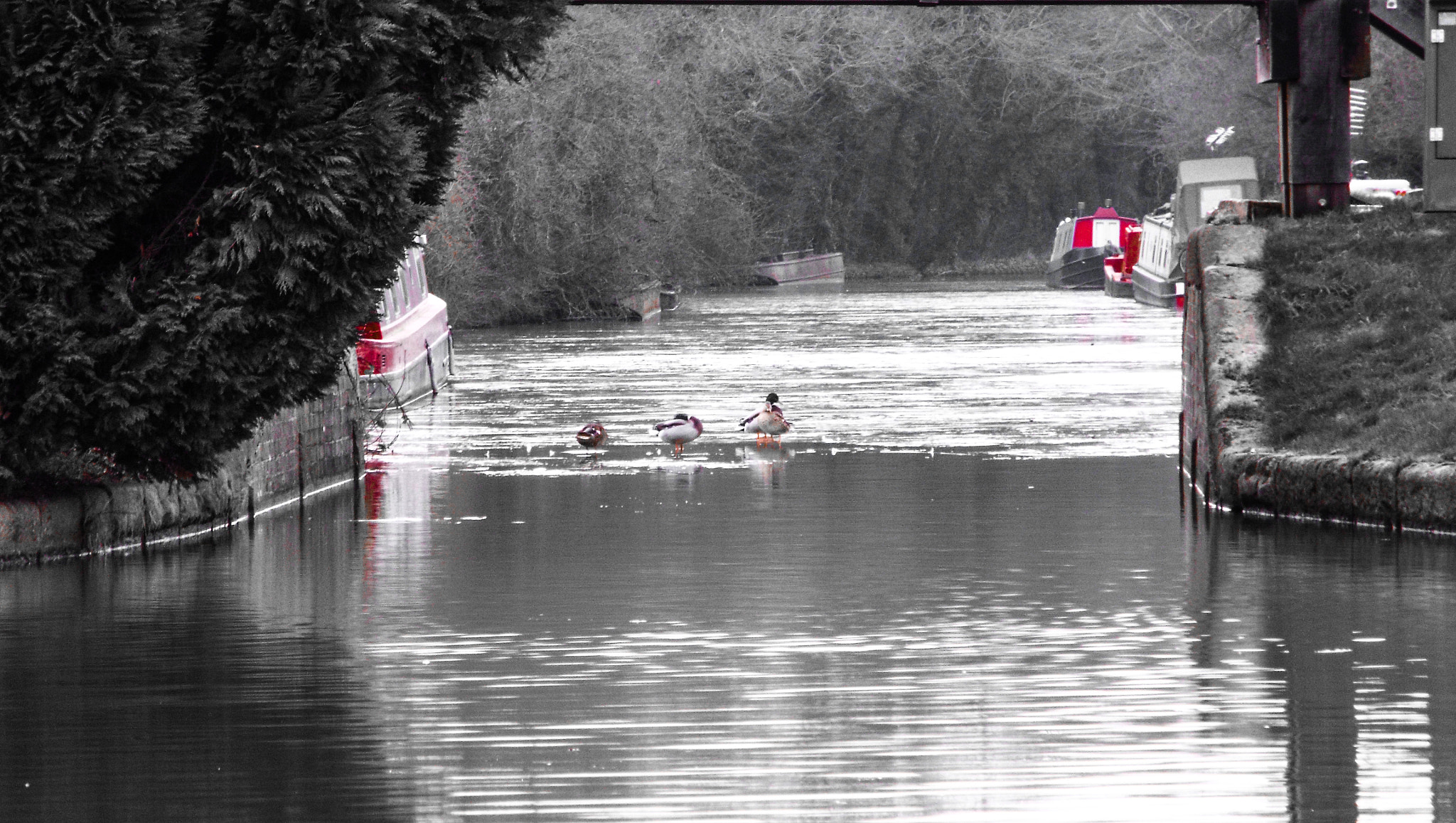 Fujifilm FinePix S9400W sample photo. Ducks on the frozen canal photography