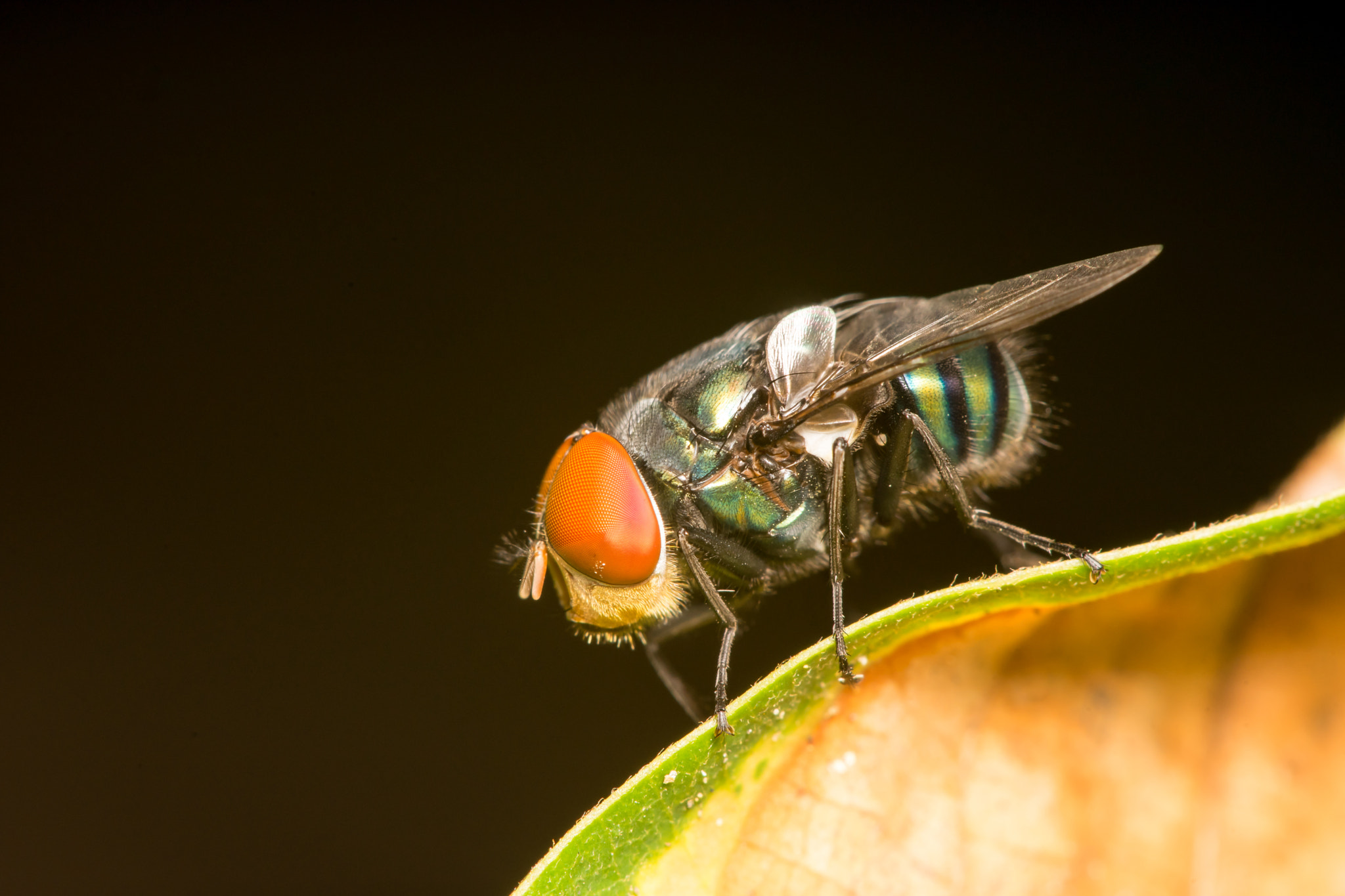 Minolta AF 28-85mm F3.5-4.5 New sample photo. Male oriental latrine fly, (chrysomya megacephala) photography