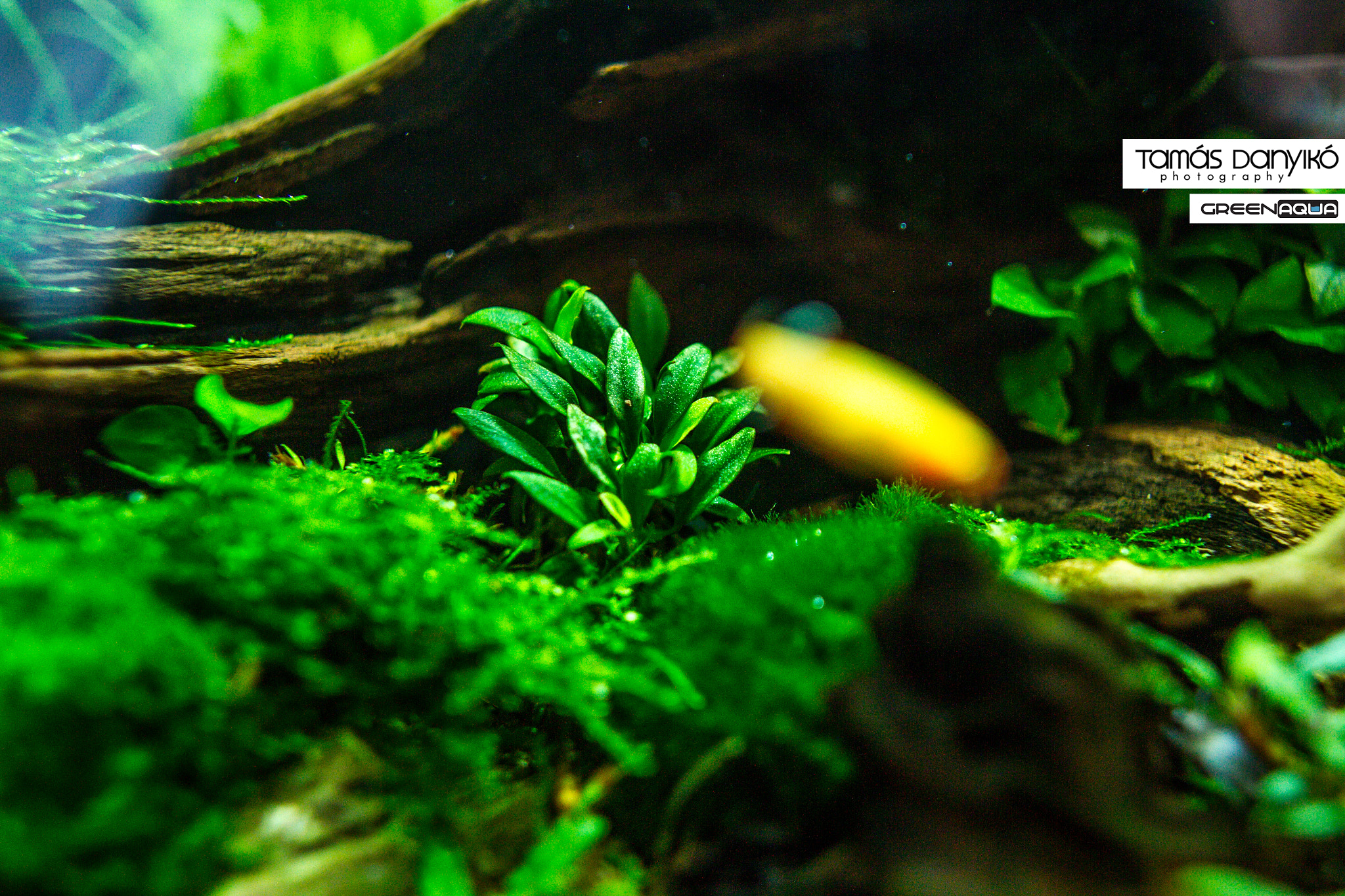 Sigma 24mm F1.4 DG HSM Art sample photo. Anubias nana var. 'pangolino' photography