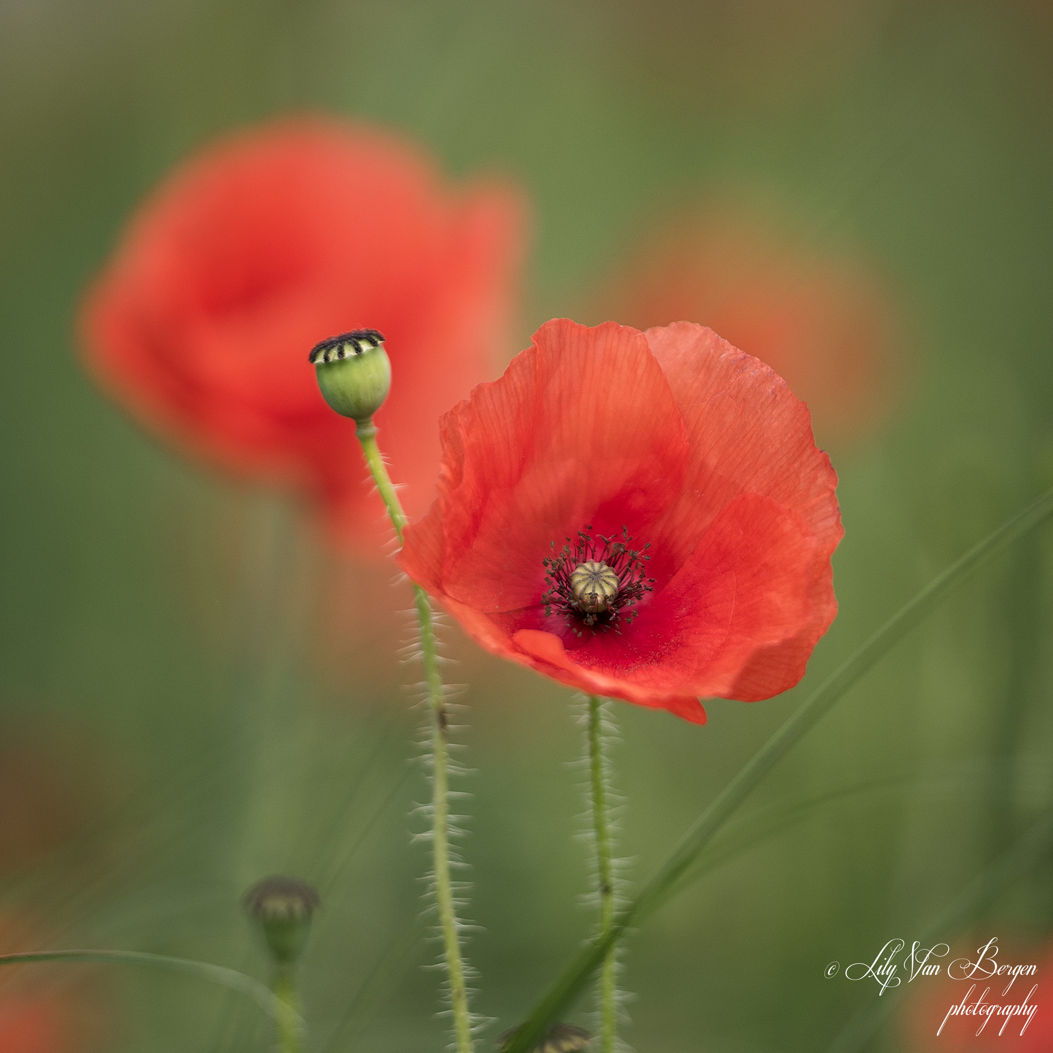 Sigma 150mm F2.8 EX DG Macro HSM sample photo. Poppy 2 photography