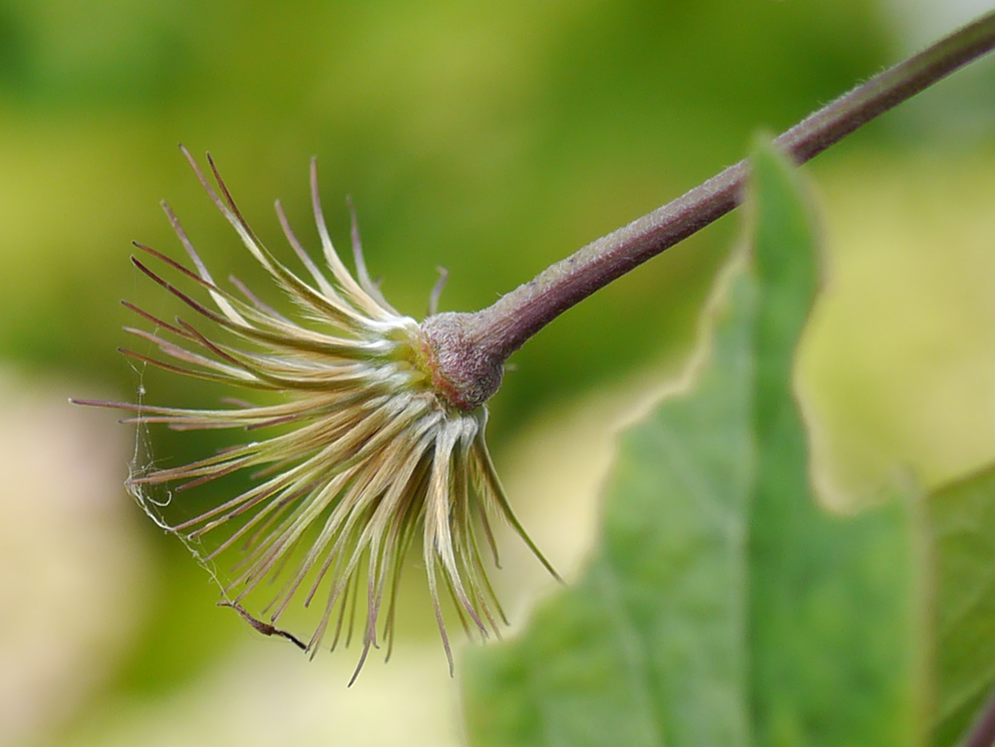 Panasonic Lumix G Macro 30mm F2.8 ASPH Mega OIS sample photo. Déclin ou fin photography