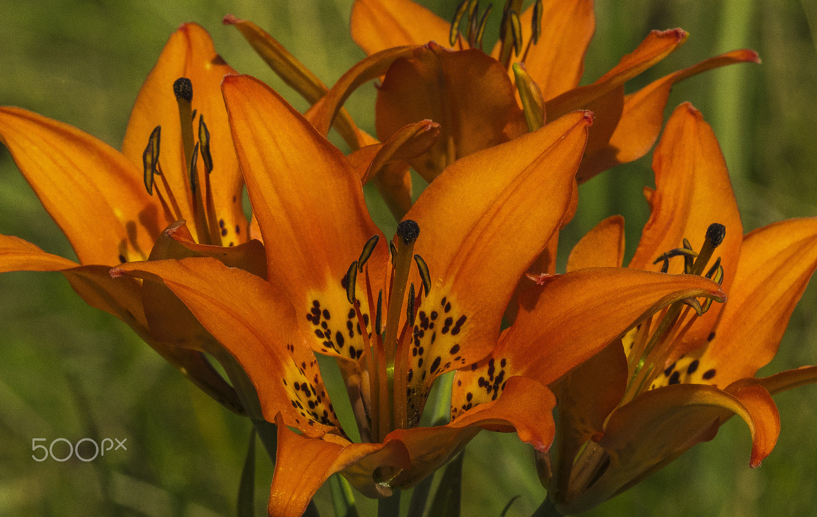 Olympus OM-D E-M5 II + OLYMPUS M.300mm F4.0 sample photo. Liluim philadelphicum-western wood lily photography