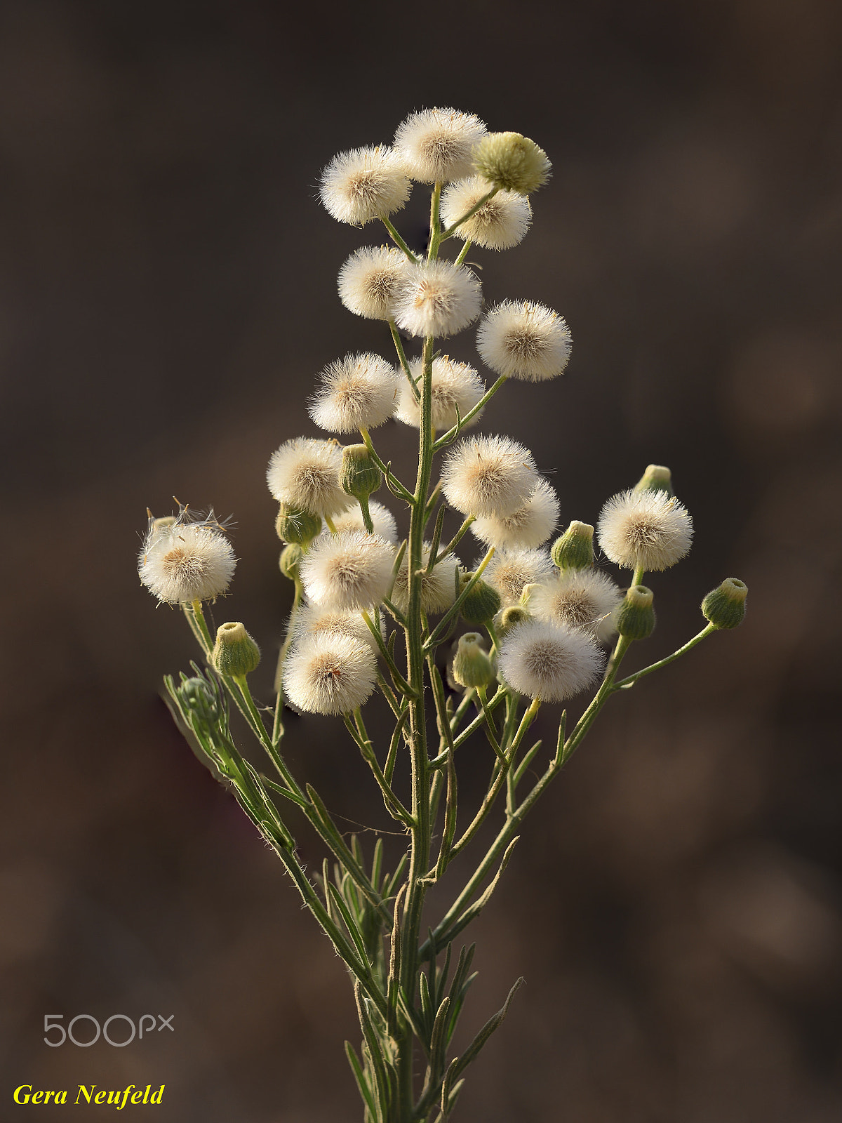 Sigma 150mm F2.8 EX DG OS Macro HSM sample photo. Waiting for the wind photography