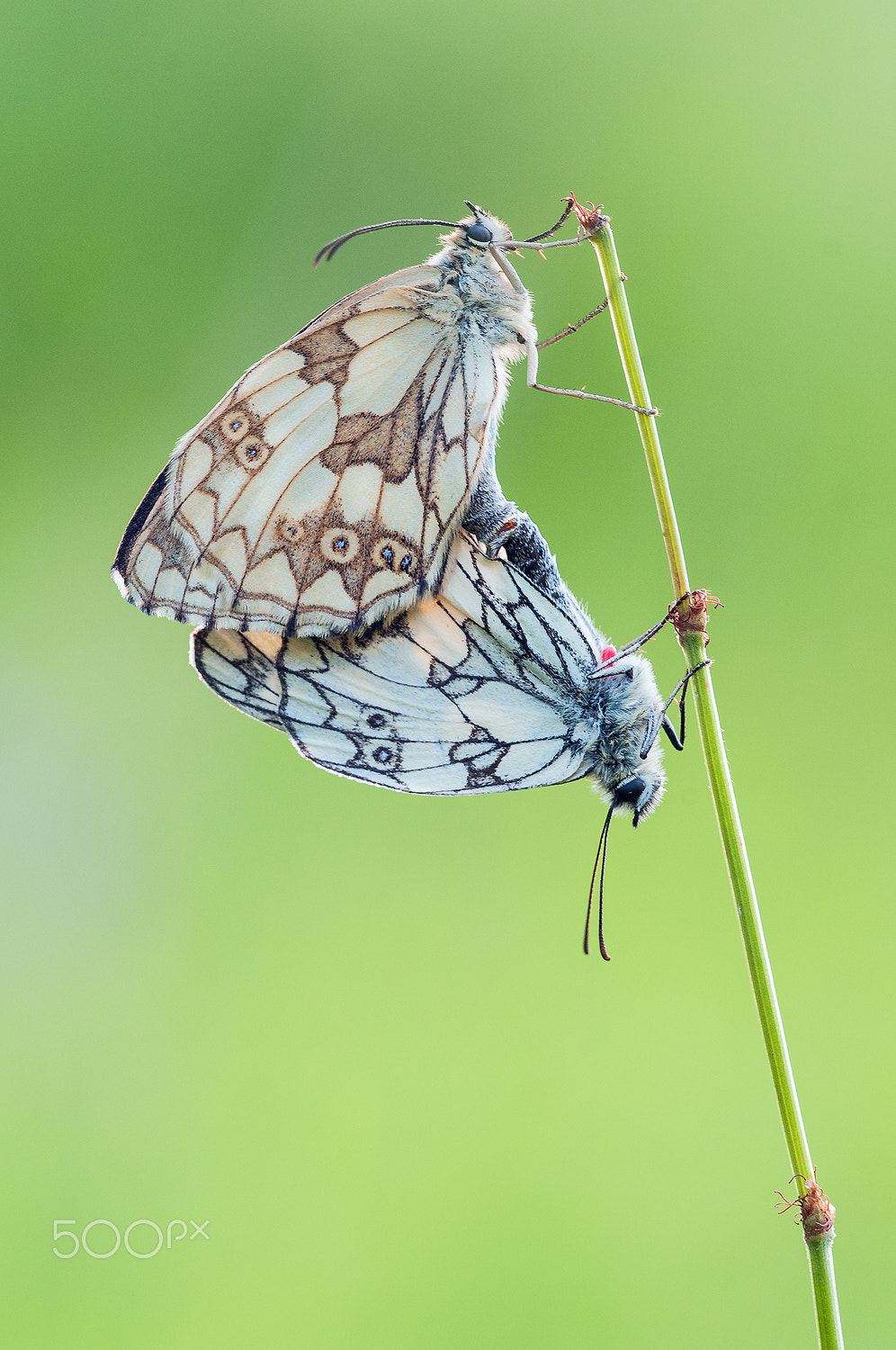 Nikon D300 + Sigma 150mm F2.8 EX DG Macro HSM sample photo. Marbled white (melanargia galathea) copulation photography