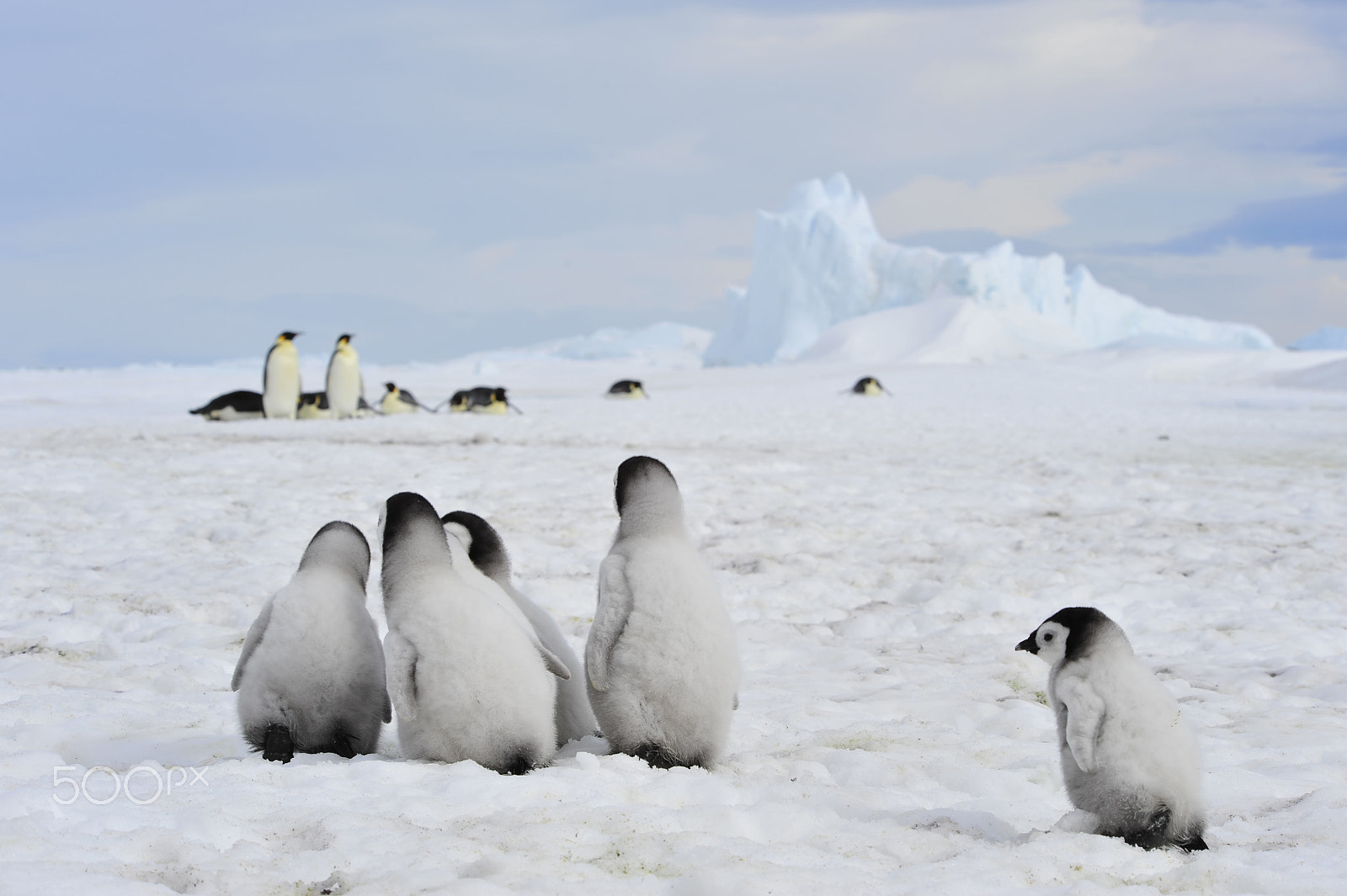 Nikon D700 + Nikon AF Nikkor 80-400mm F4.5-5.6D ED VR sample photo. Emperor penguins with chick photography