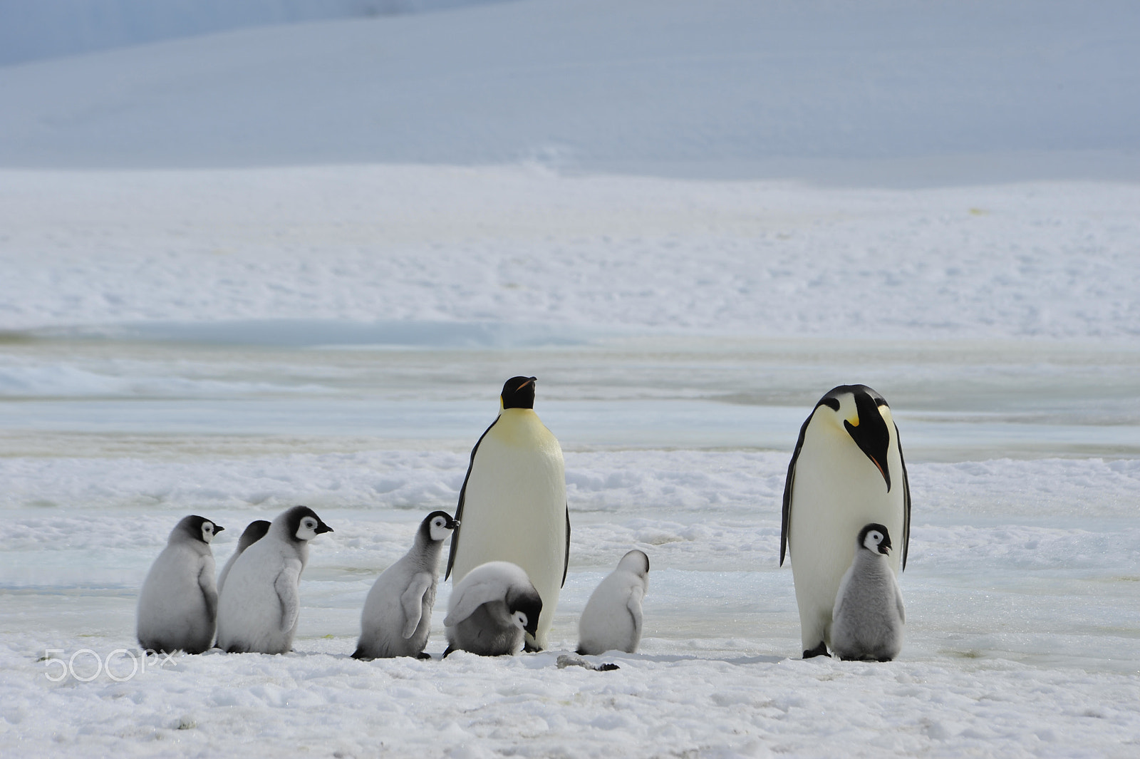 Nikon D700 + Nikon AF Nikkor 80-400mm F4.5-5.6D ED VR sample photo. Emperor penguins with chick photography