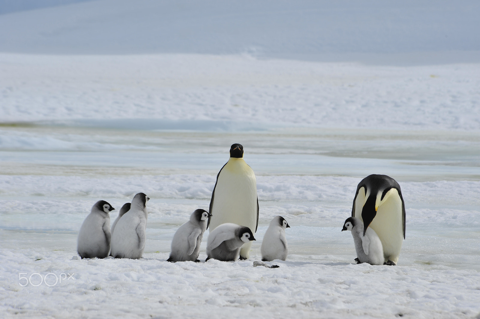 Nikon D700 + Nikon AF Nikkor 80-400mm F4.5-5.6D ED VR sample photo. Emperor penguins with chick photography