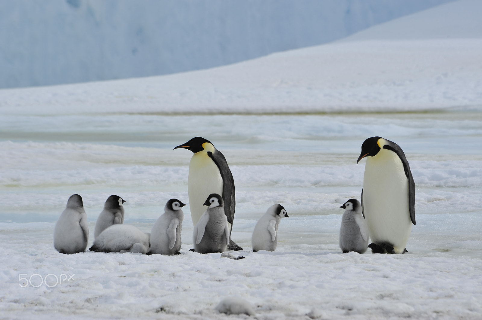 Nikon D700 + Nikon AF Nikkor 80-400mm F4.5-5.6D ED VR sample photo. Emperor penguins with chick photography