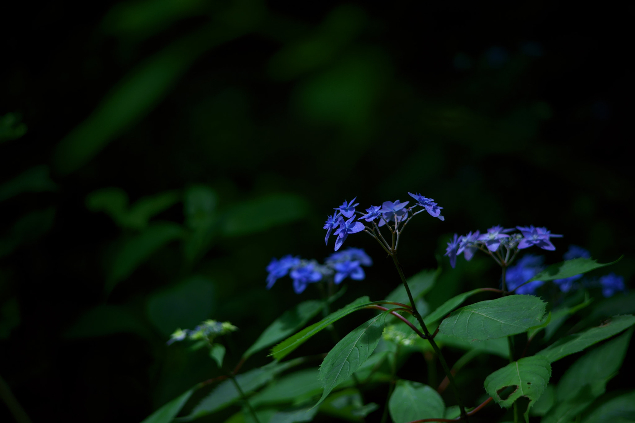 Hydrangea serrata f. prolifera ~七段花~