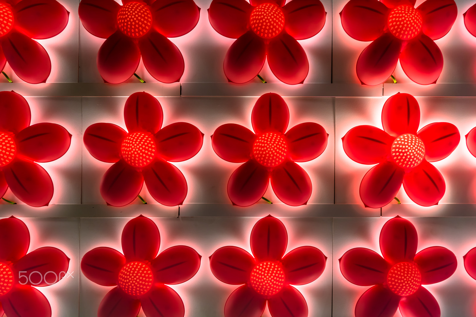 Sony DT 18-55mm F3.5-5.6 SAM II sample photo. Rose wall photography