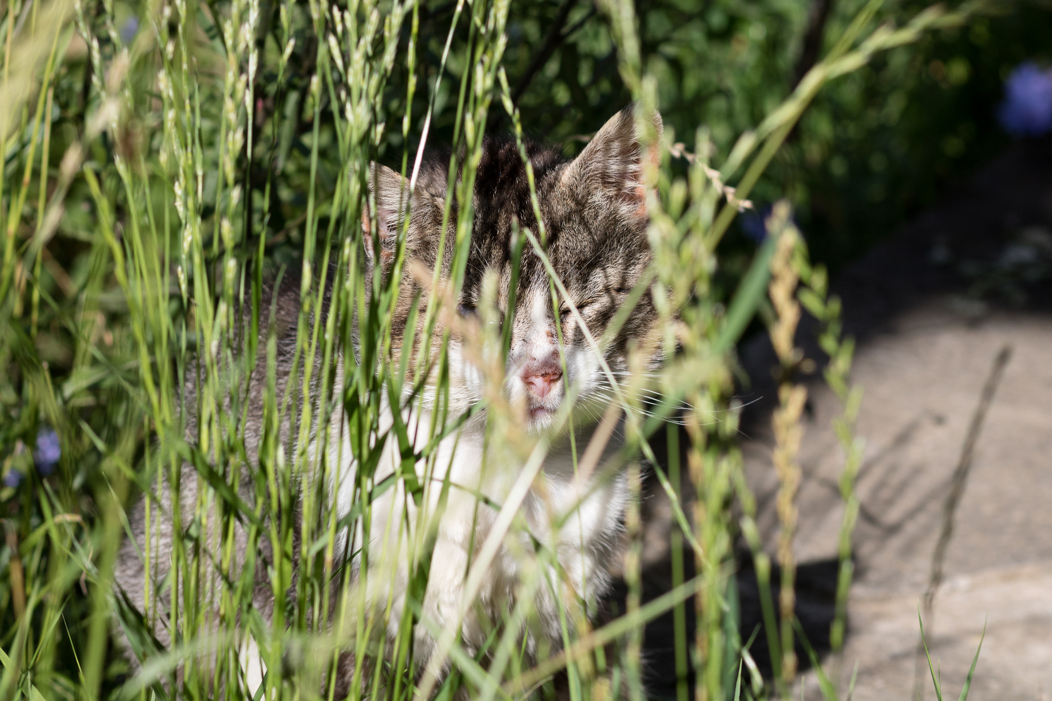 Canon EOS 760D (EOS Rebel T6s / EOS 8000D) + Canon EF 85mm F1.8 USM sample photo. New cat in the garden photography