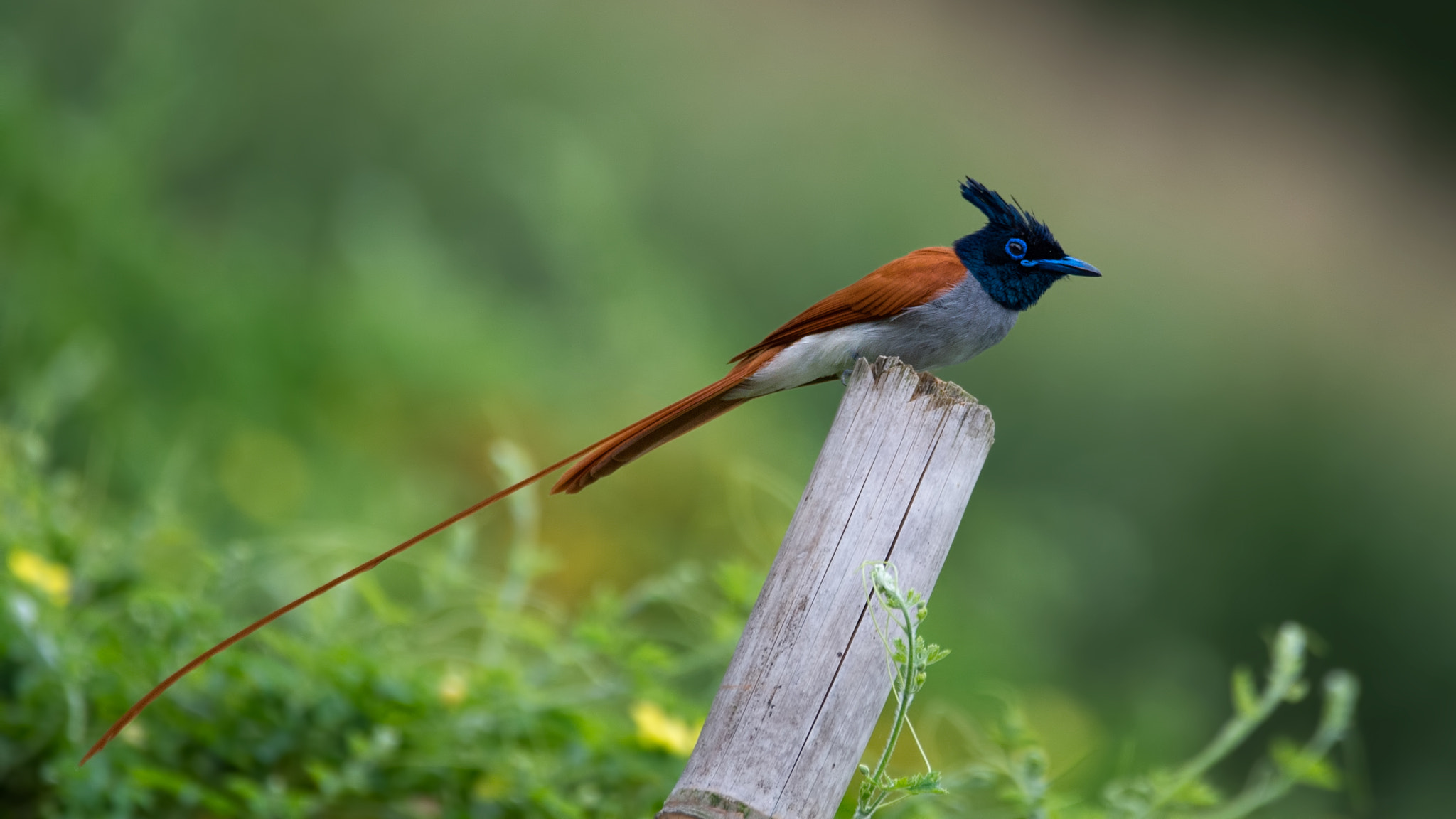 Sigma 150-600mm F5-6.3 DG OS HSM | C sample photo. Indian paradise flycatcher photography