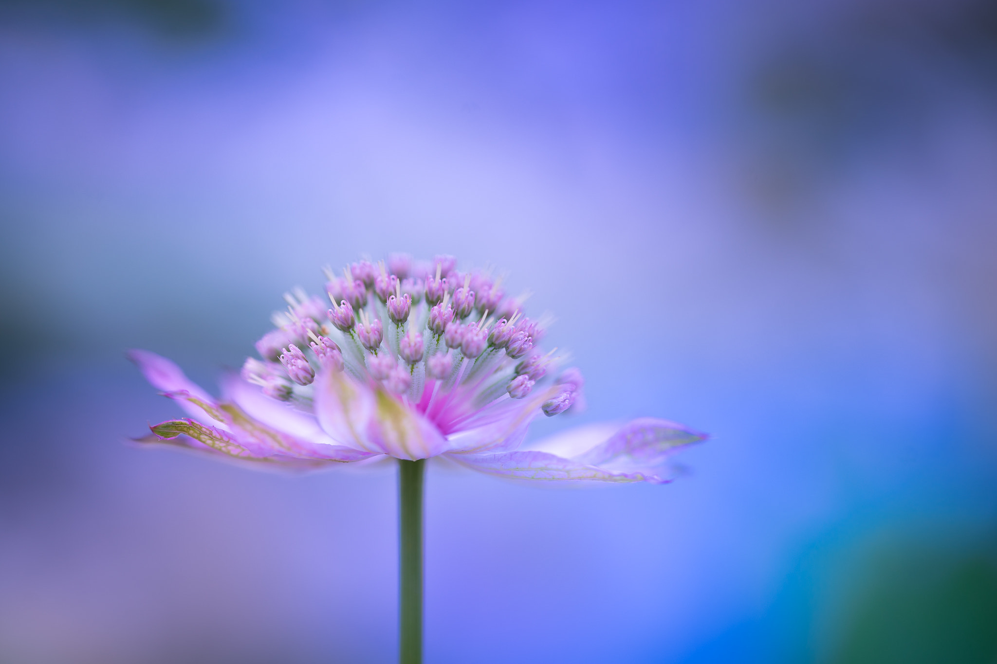 Sony a7 II + Canon EF 100mm F2.8L Macro IS USM sample photo. .°.floral.°. photography