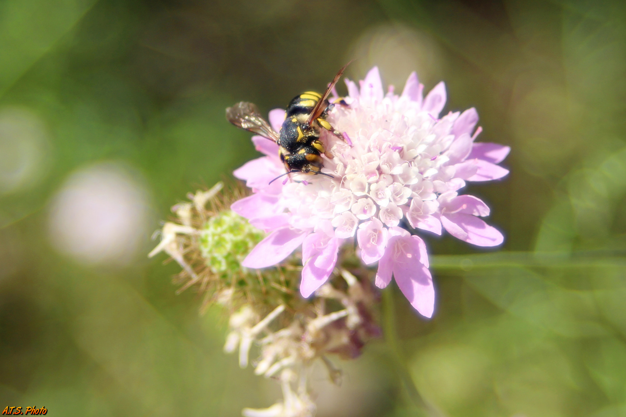 Canon EF 28-70mm f/3.5-4.5 sample photo. On flower photography