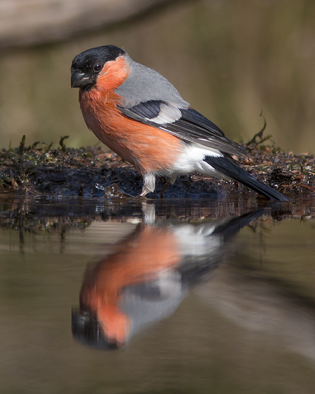 Canon EF 300mm F4L IS USM sample photo. Goudvink / eurasian bullfinch photography
