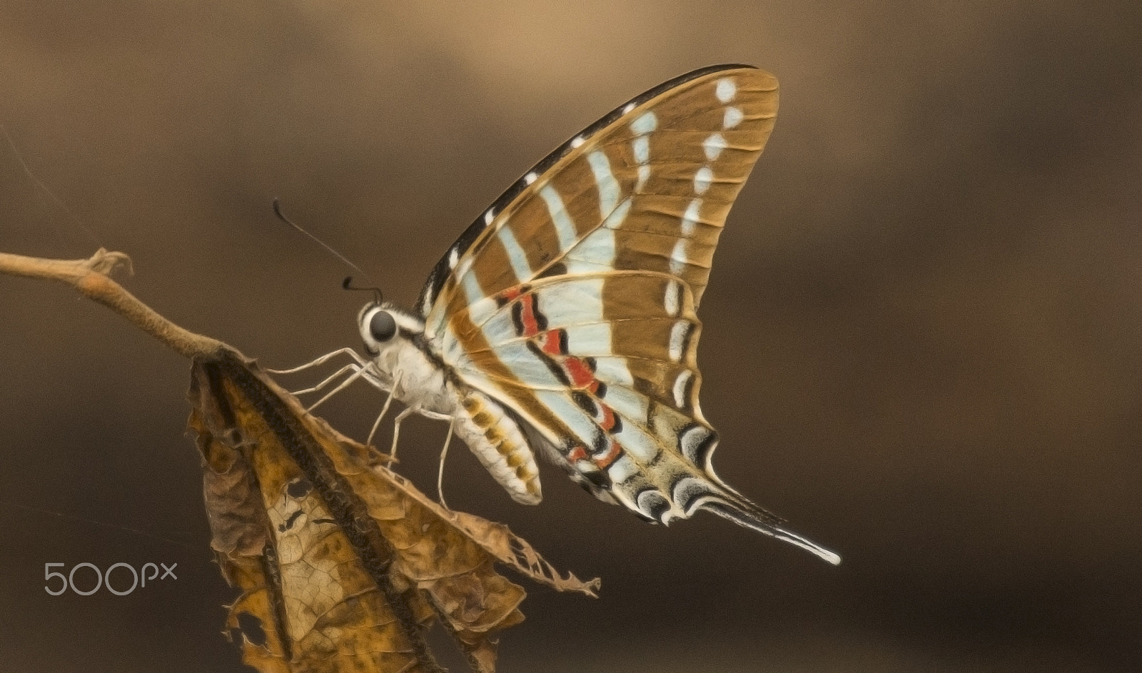 Nikon AF-S Nikkor 200-500mm F5.6E ED VR sample photo. Spotted swordtail photography