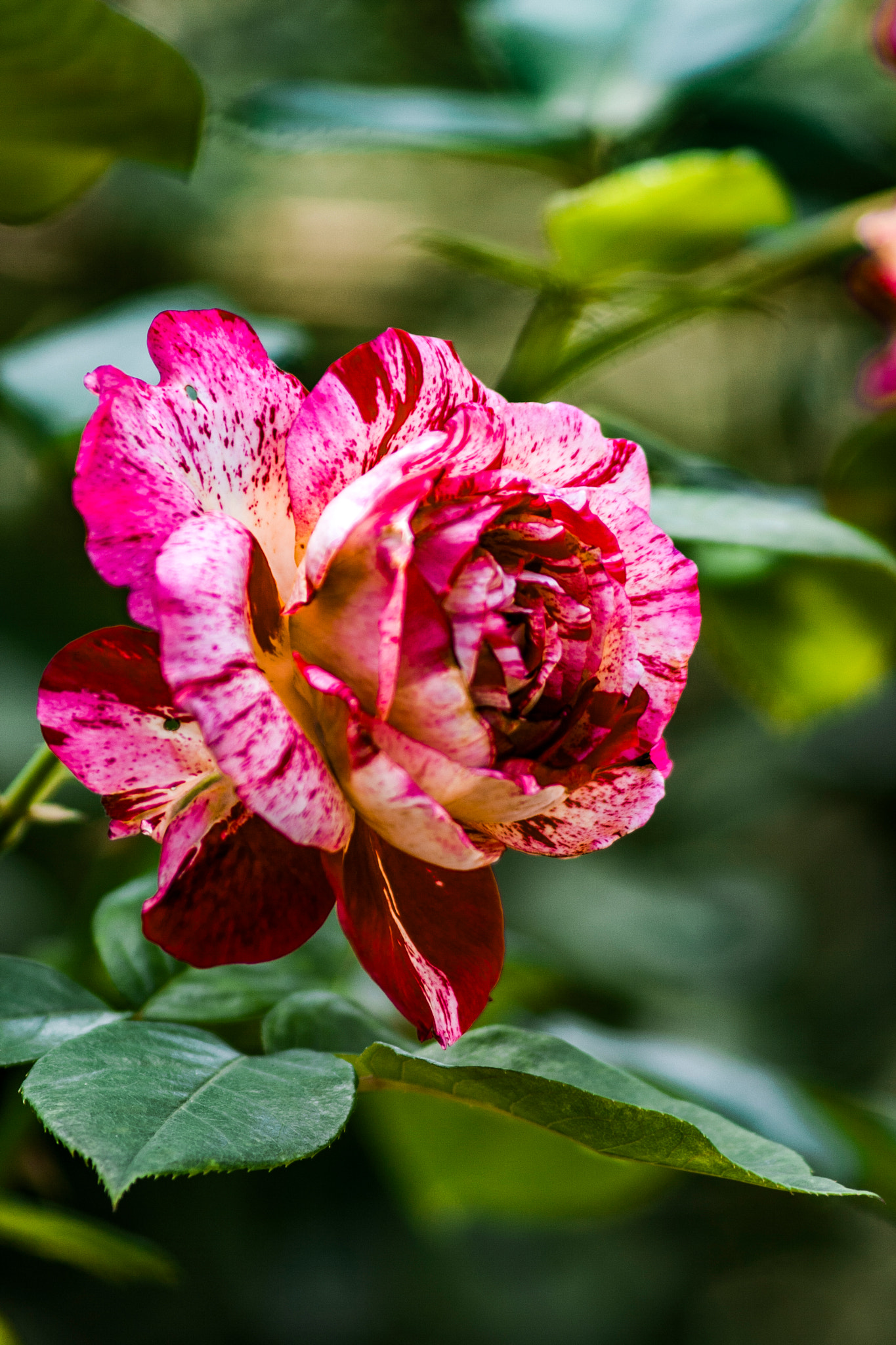 Canon EF 75-300mm F4.0-5.6 IS USM sample photo. Julio iglesias rose photography
