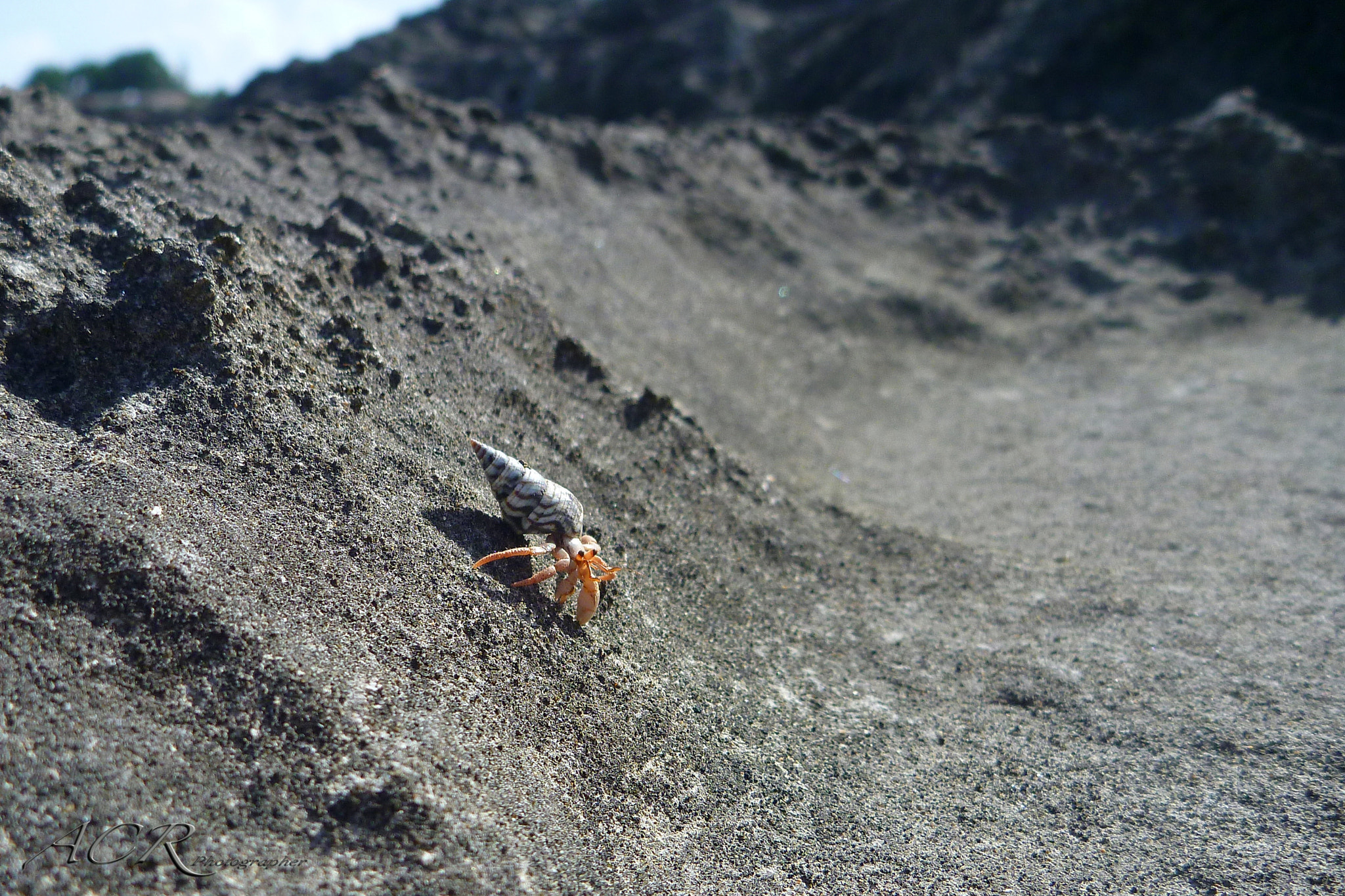 Panasonic DMC-TS2 sample photo. Hermit crab / cangrejo ermitaño o cobito photography