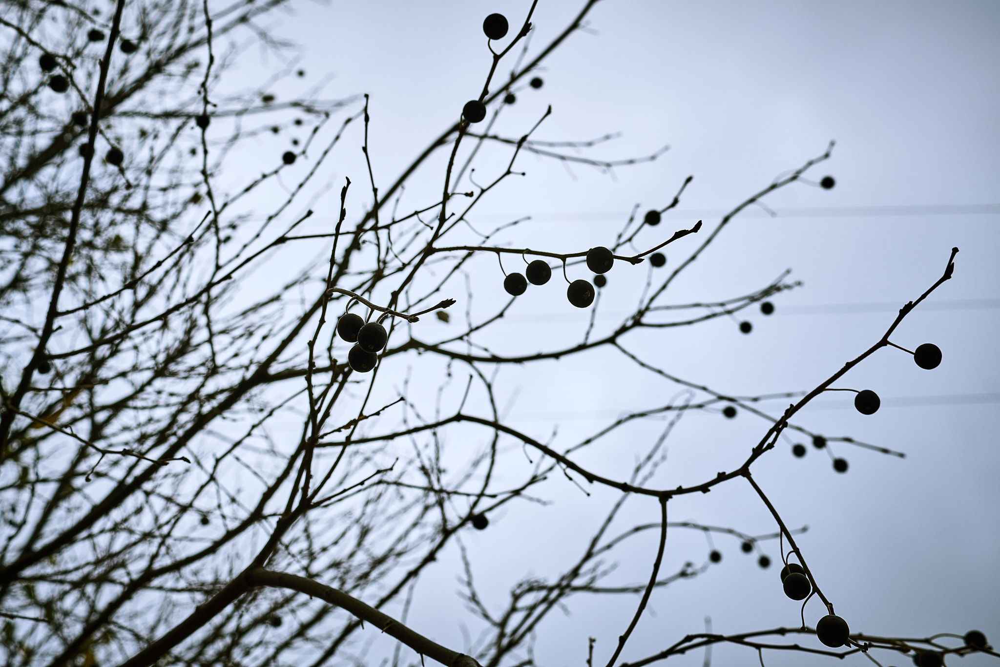 Sony DT 30mm F2.8 Macro SAM sample photo. The winterballs photography