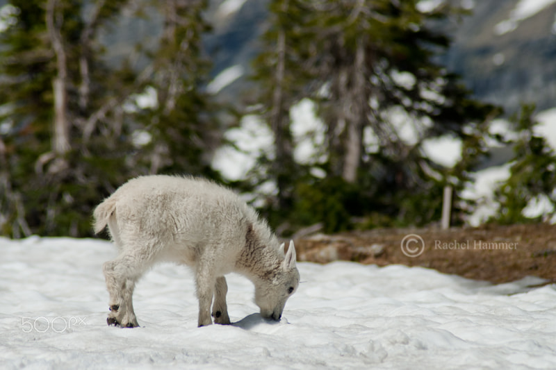 Nikon D200 sample photo. Baby mountain goat photography