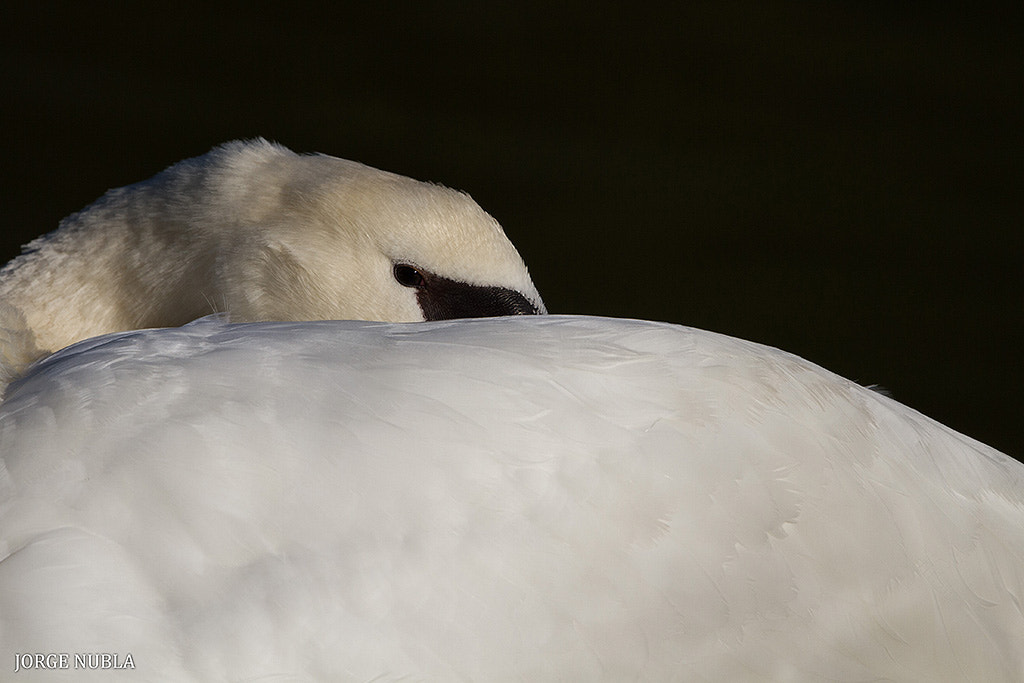 Canon EF 500mm F4L IS II USM sample photo. Cisne vulgar (cignus olor). photography