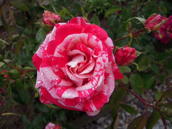 Nikon Coolpix S610c sample photos - ExploreCams