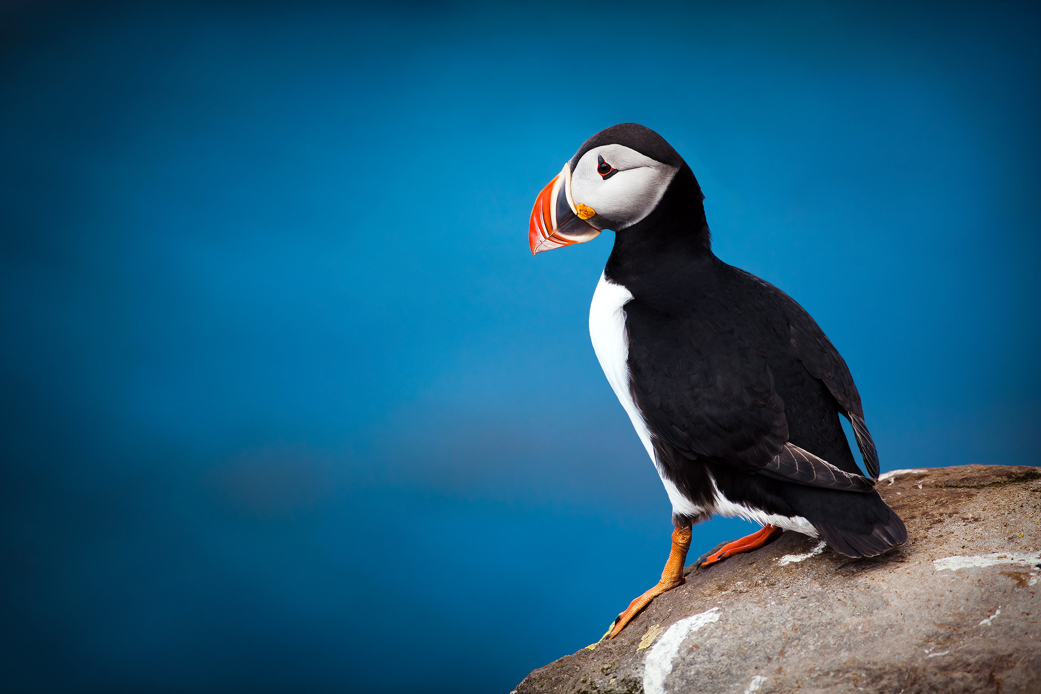 Canon EOS 5D Mark II + Canon EF 400mm F5.6L USM sample photo. The puffin photography
