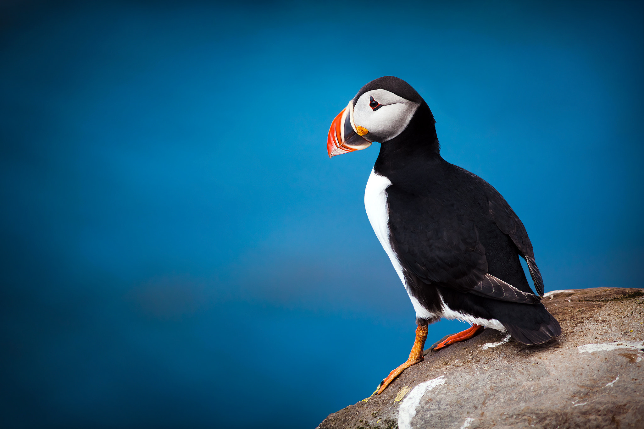 Canon EF 400mm F5.6L USM sample photo. The puffin photography