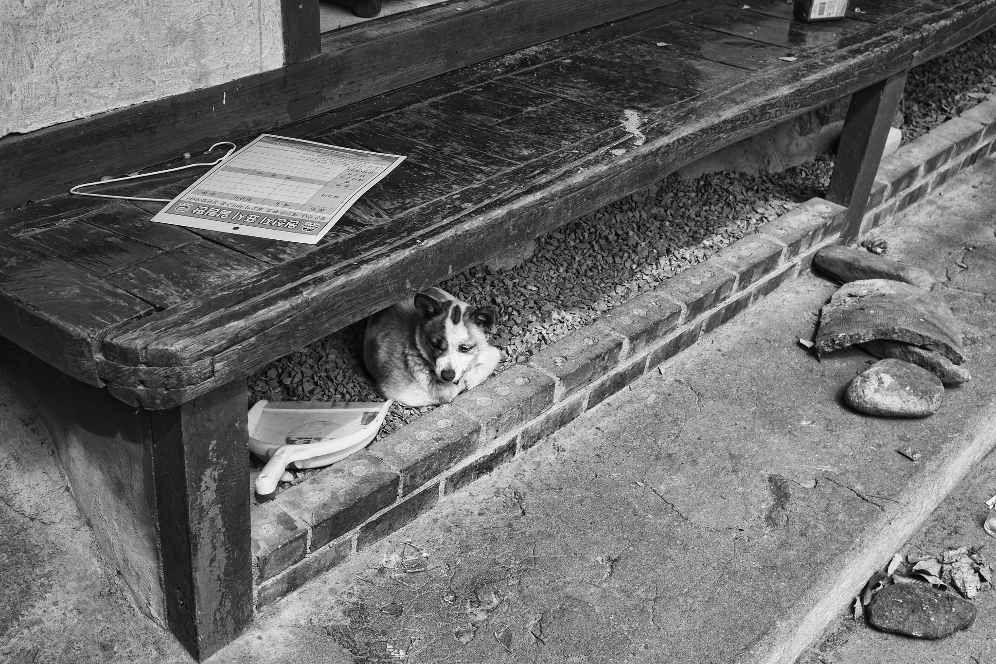 Nikon D80 sample photo. Abandoned dog photography
