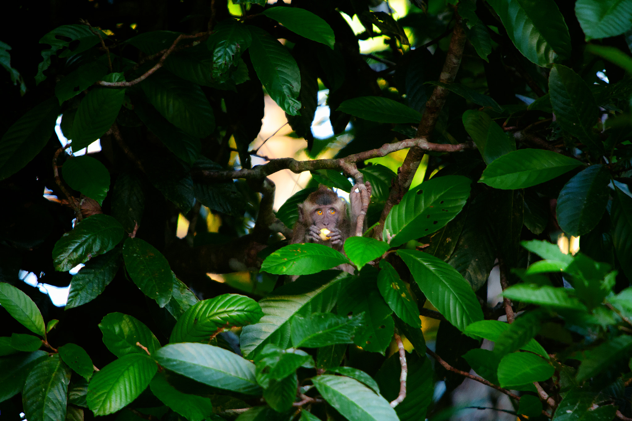 Canon EF 70-200mm F2.8L IS USM sample photo. Borneo photography