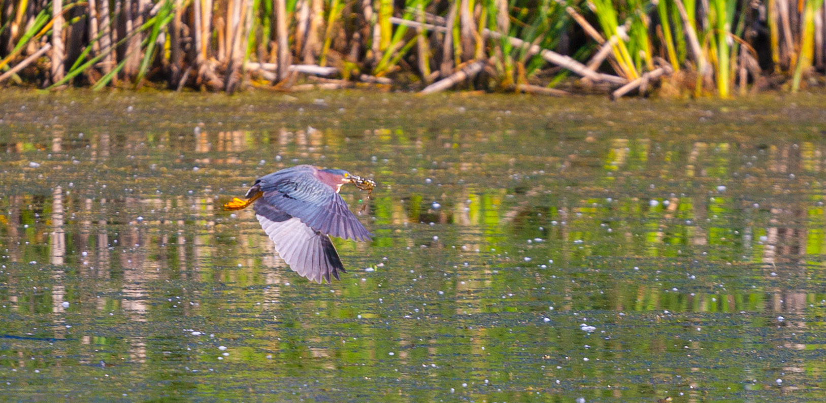 Canon EOS-1D Mark III sample photo. Green heron with breakfast photography