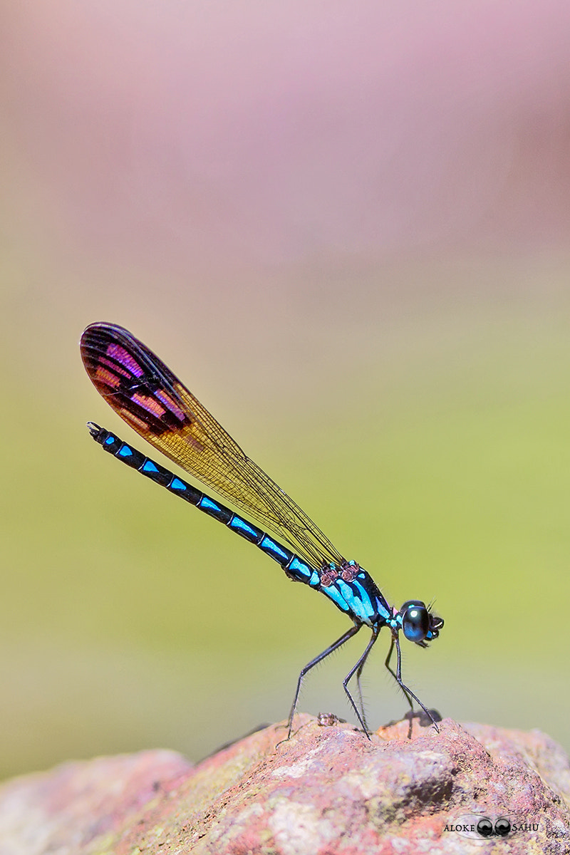 Canon EF 180mm F3.5L Macro USM sample photo. Rhinocypha perforata photography