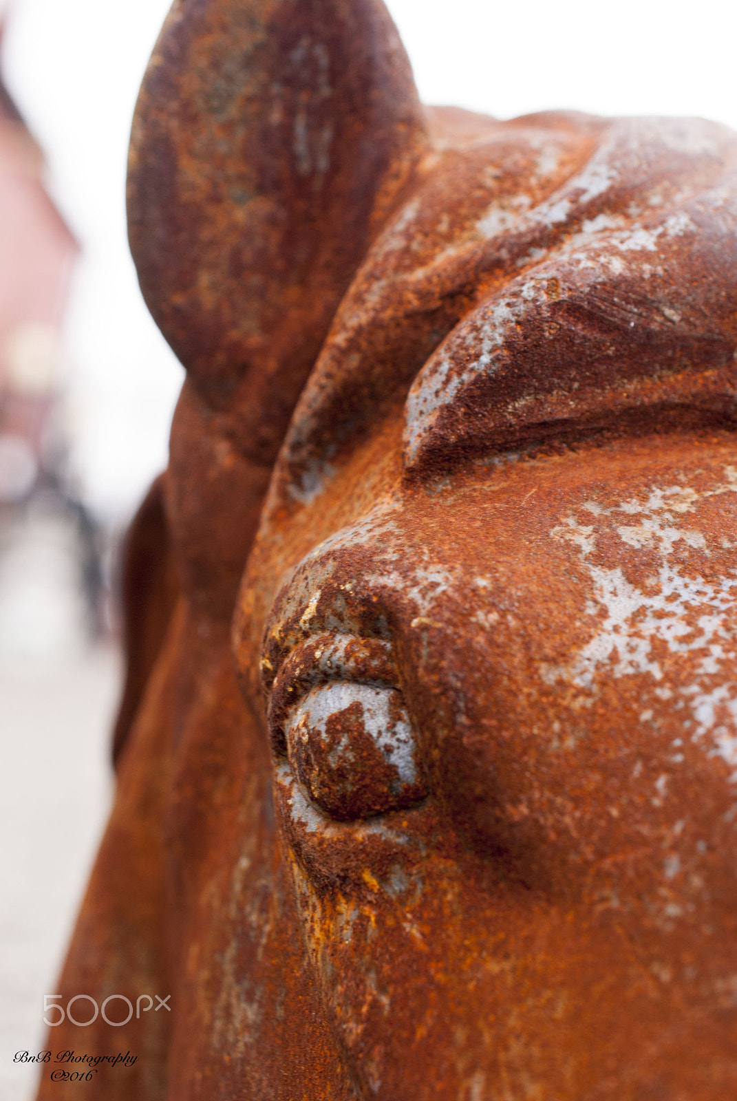 Nikon AF-S DX Micro Nikkor 40mm F2.8 sample photo. Theeyeofthebeast photography