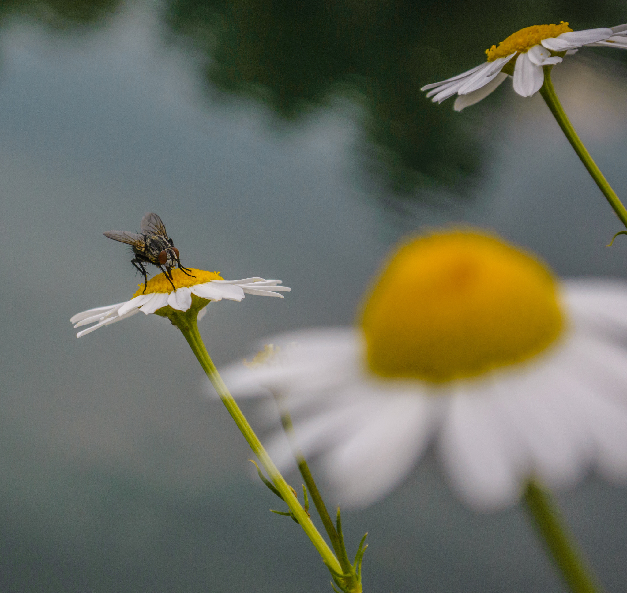 Nikon 1 J3 sample photo. Chillin photography