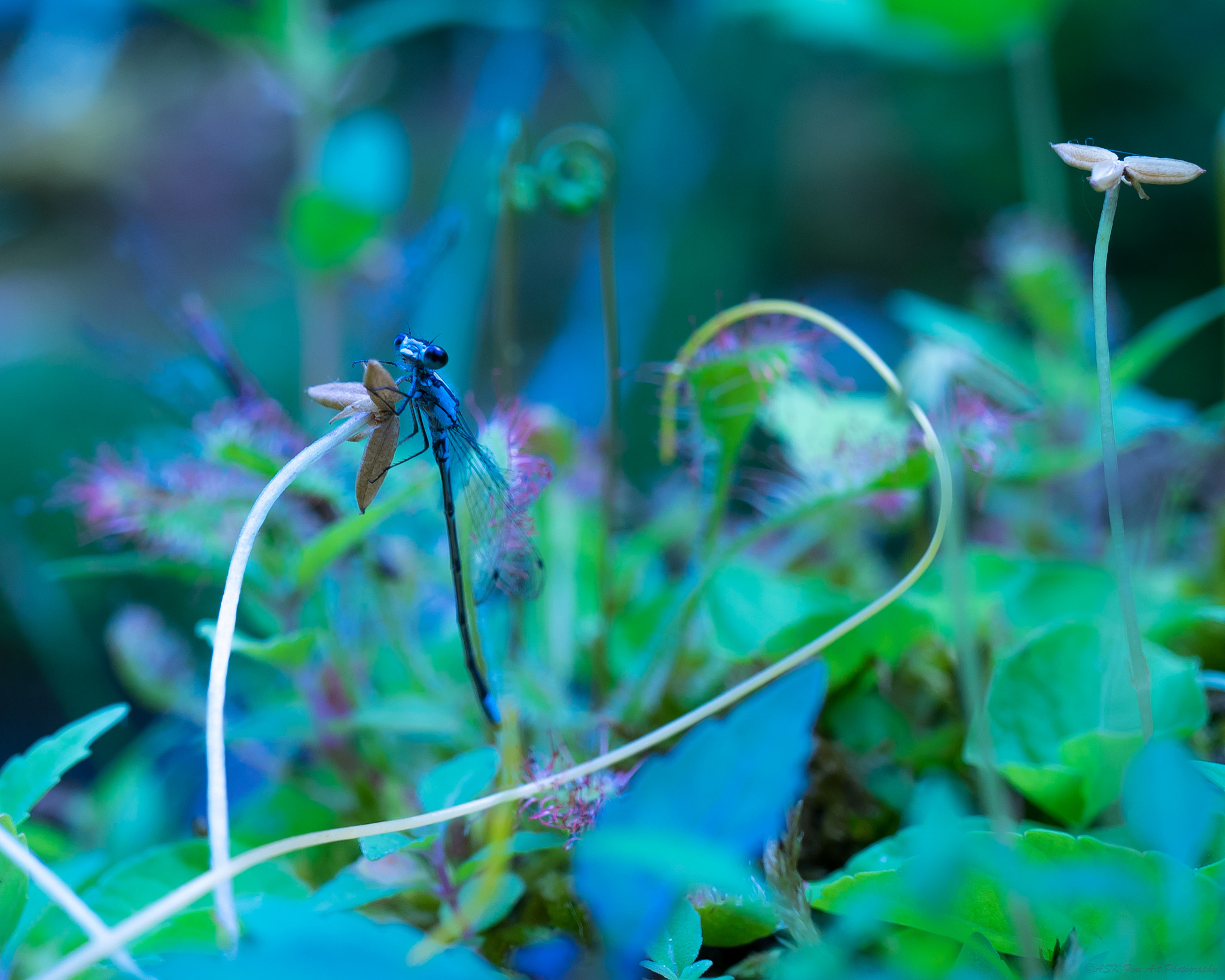 Sony a7 + Sony E 30mm F3.5 Macro sample photo. Damsel in eustress! photography