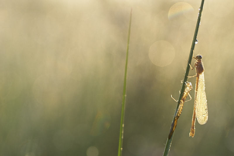 Sony ILCA-77M2 + Tamron SP AF 90mm F2.8 Di Macro sample photo. Dragonfly photography