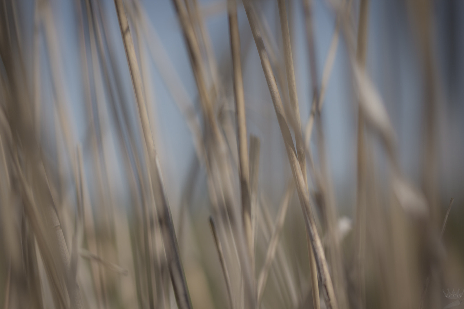 Sigma 105mm F2.8 EX DG OS HSM sample photo. Dry ii photography