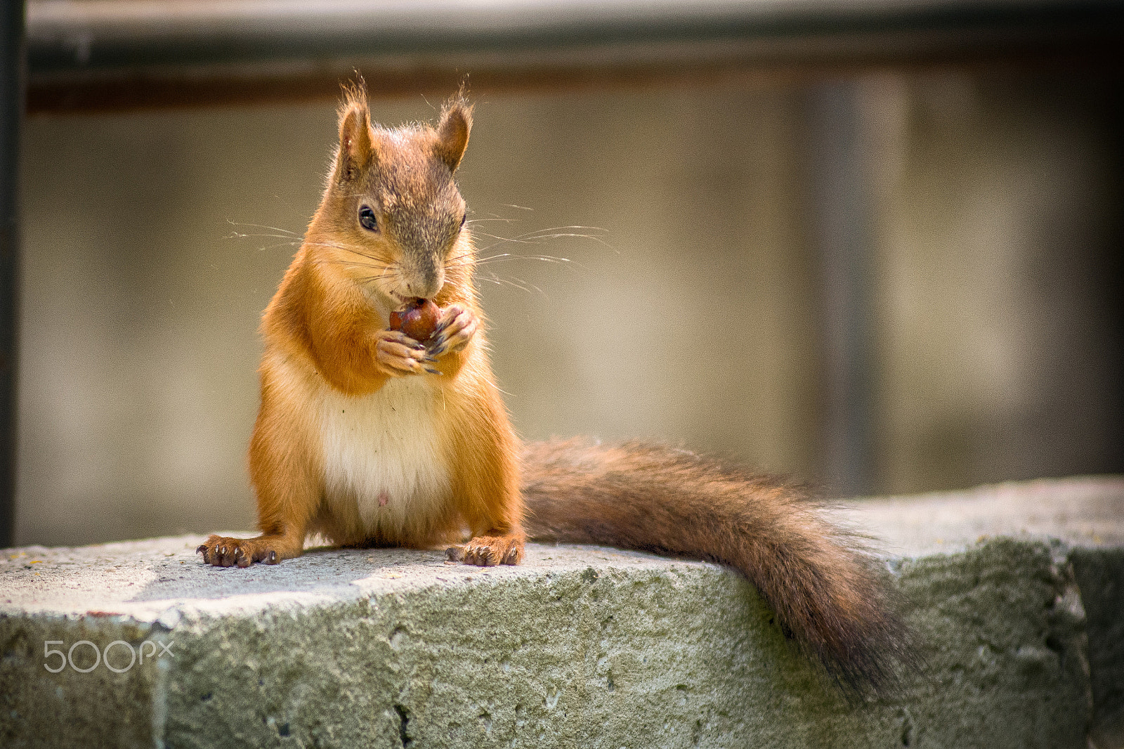 Nikon D7100 sample photo. Russian red squirrel photography