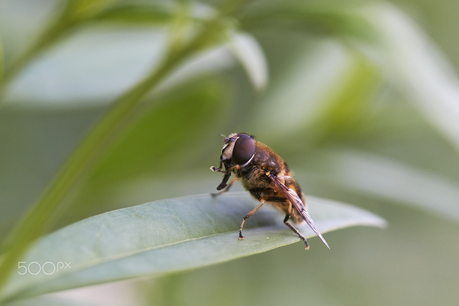 Sony a99 II + Tamron SP AF 90mm F2.8 Di Macro sample photo. Hoverfly sitting on privet leaf photography