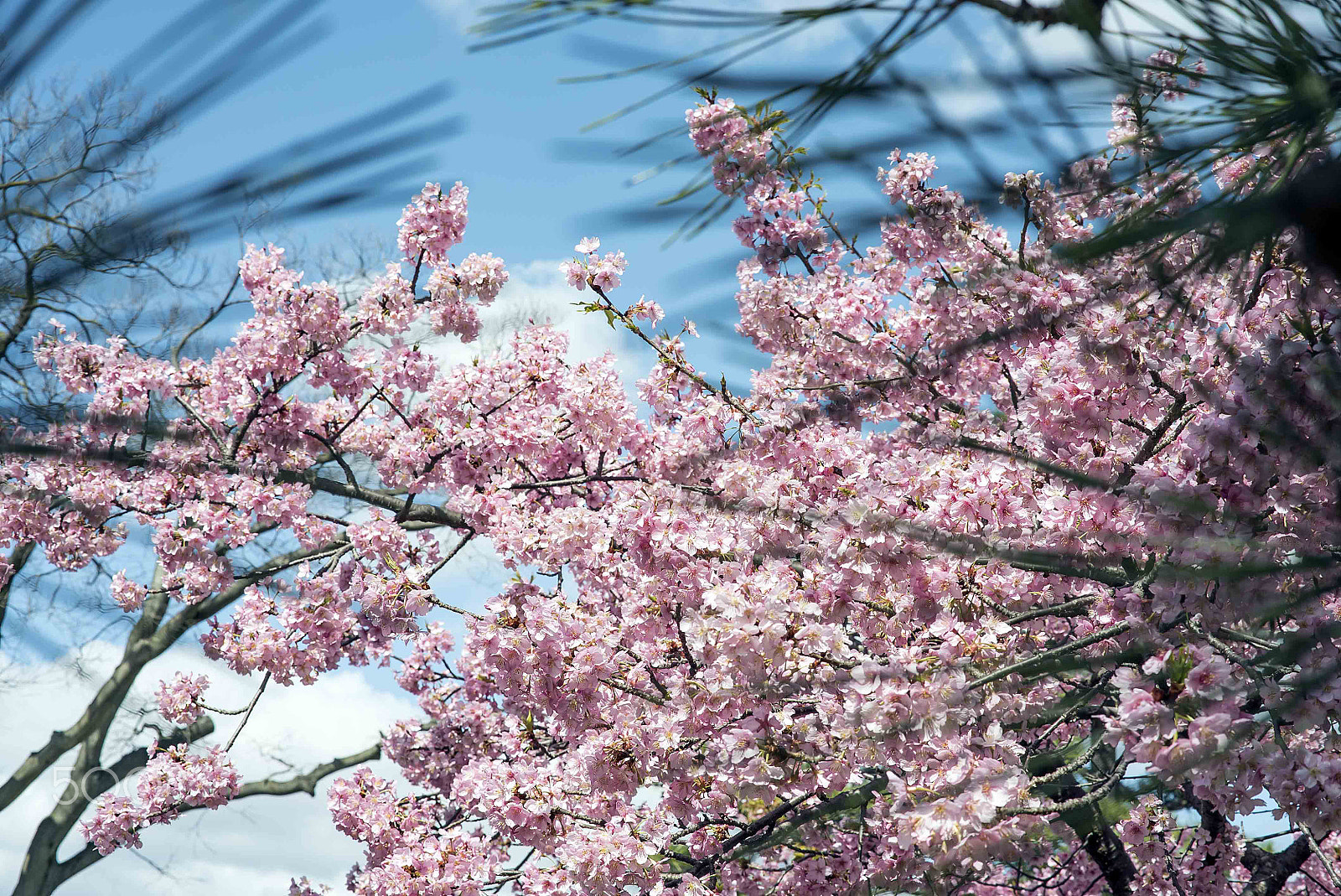 Sony a7S II + Sony 70-400mm F4-5.6 G SSM sample photo. Cherry blossom photography