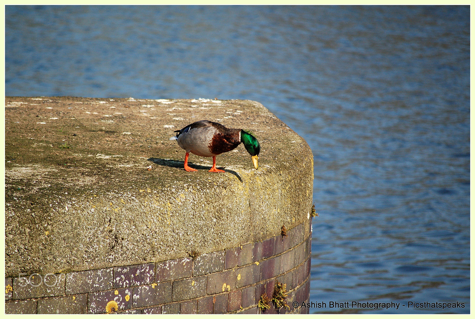 Nikon D50 sample photo. Mummy am i allowed to jump? photography