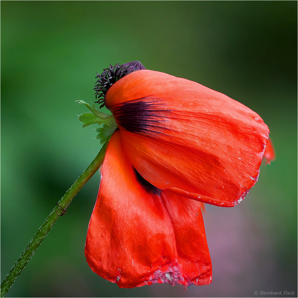 Sigma APO Macro 150mm f/2.8 EX DG HSM sample photo. Klatschmohn photography