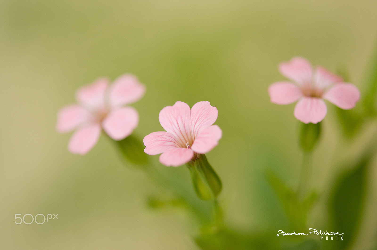 Nikon AF-S Micro-Nikkor 60mm F2.8G ED sample photo. Daily dose of poetry photography