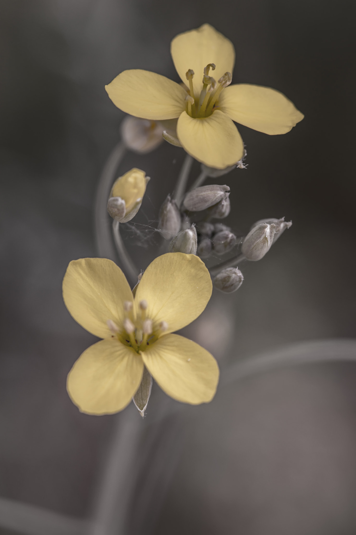 Nikon AF-S Micro-Nikkor 105mm F2.8G IF-ED VR sample photo. Yellow photography