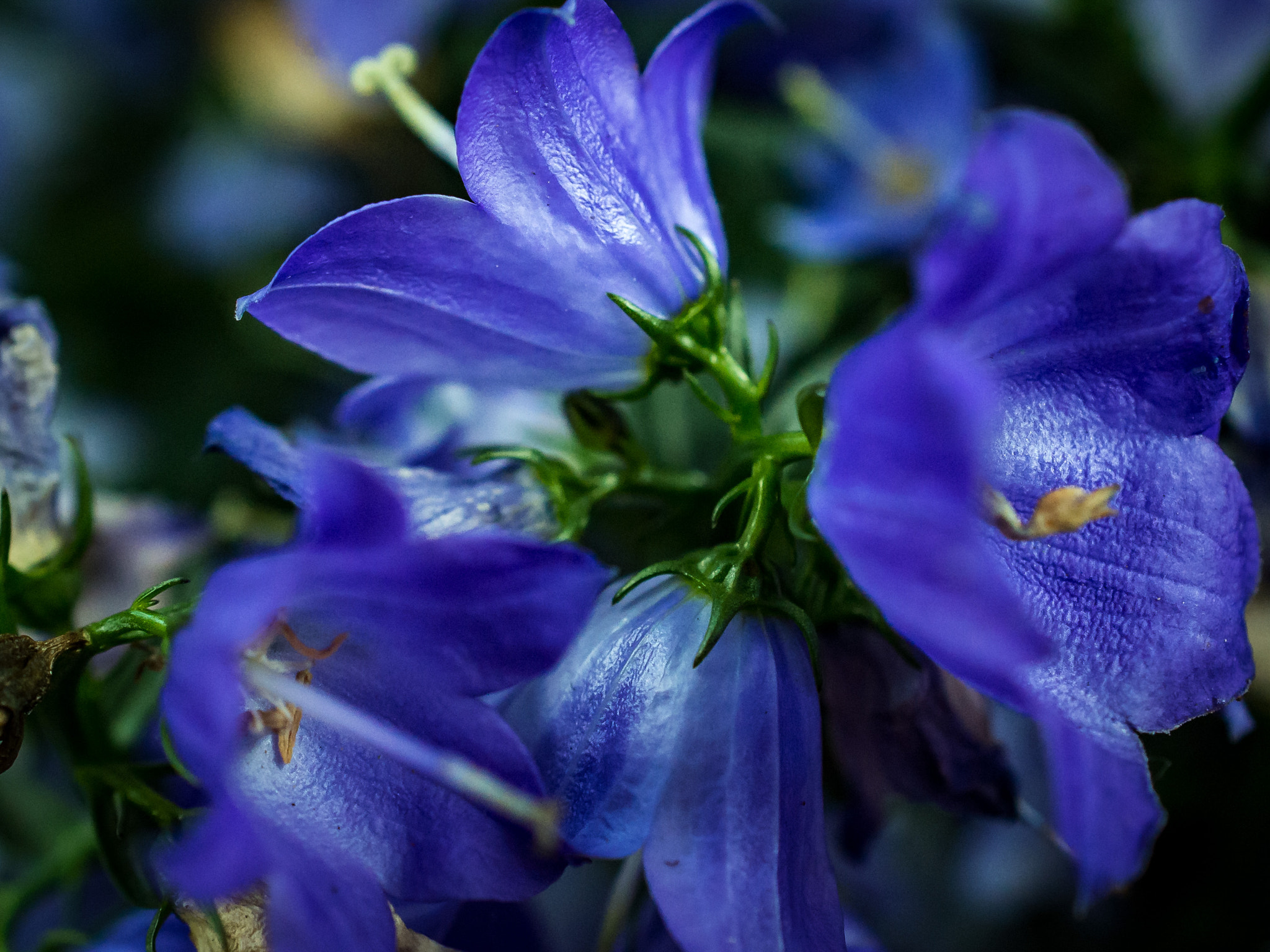 Nikon AF-S DX Micro Nikkor 40mm F2.8 sample photo. Blue bell flower photography