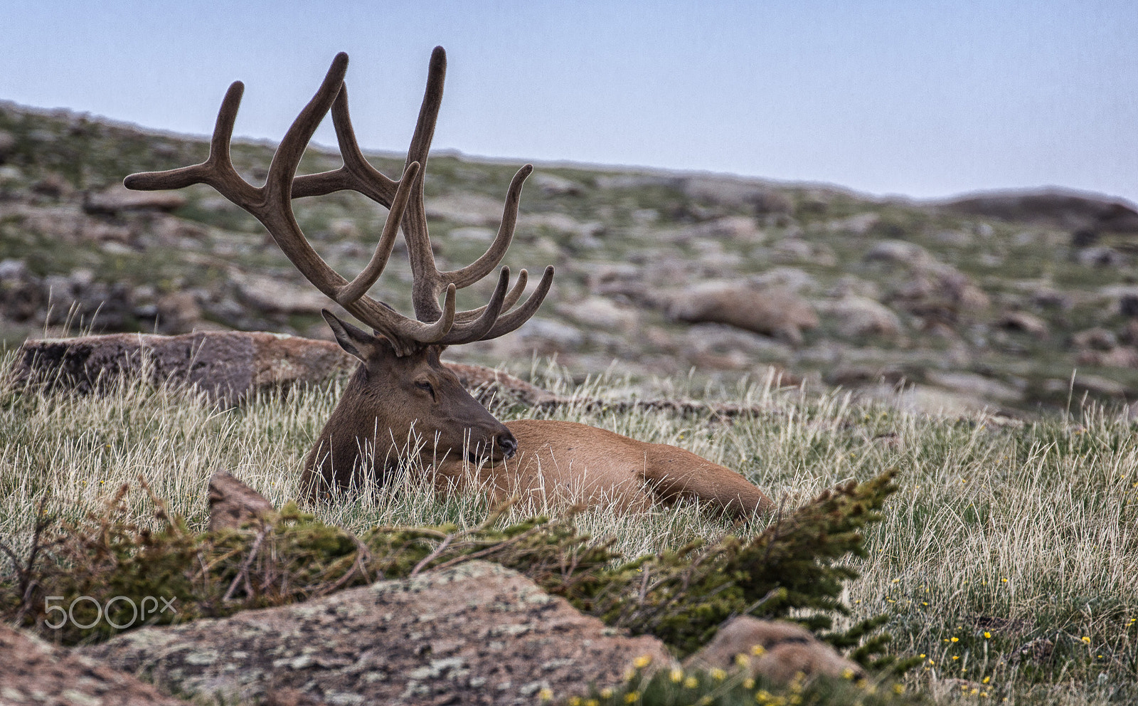 Canon EF 70-300mm F4-5.6L IS USM sample photo. Elk photography
