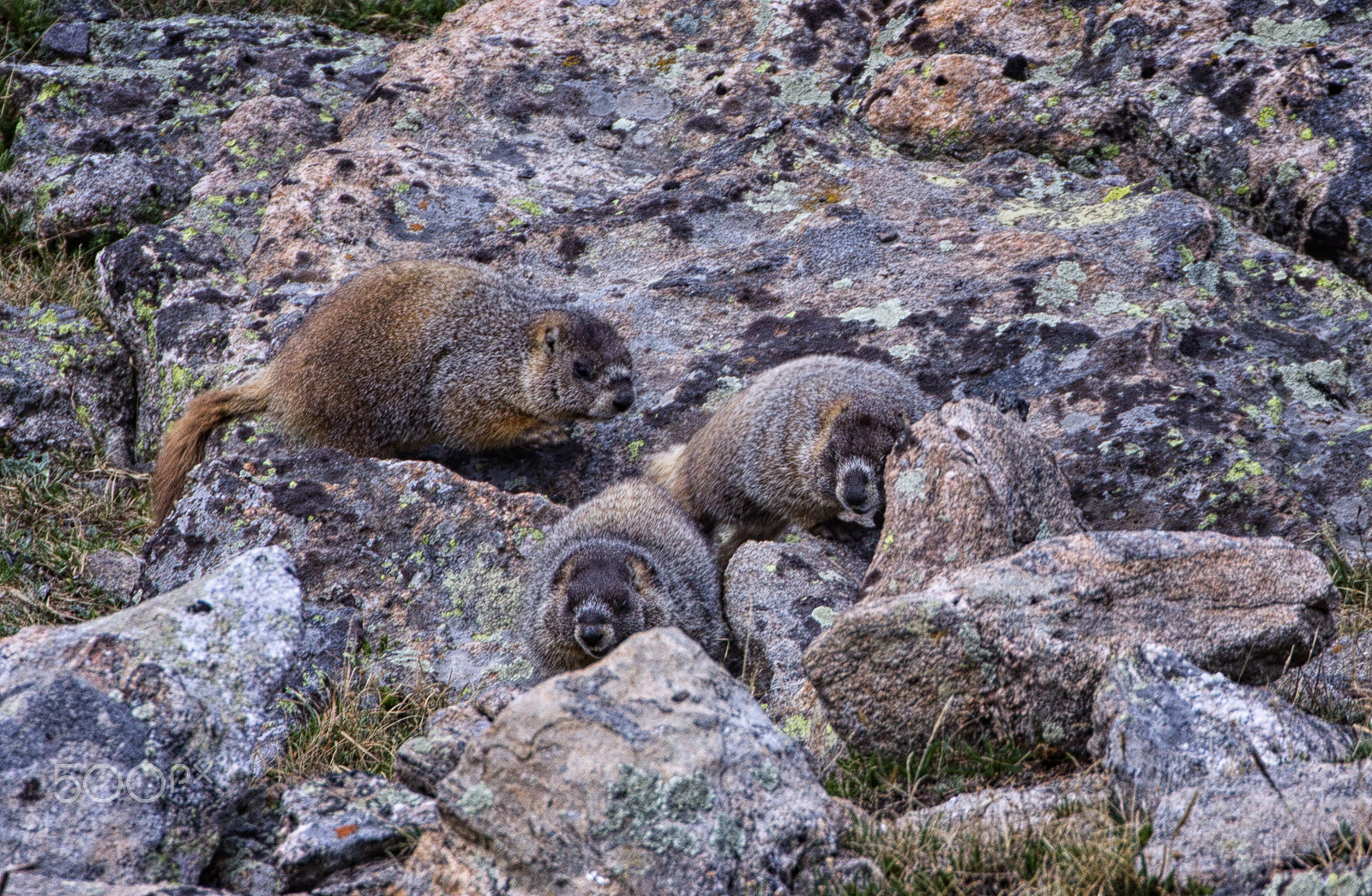 Canon EF 70-300mm F4-5.6L IS USM sample photo. Young marmots photography