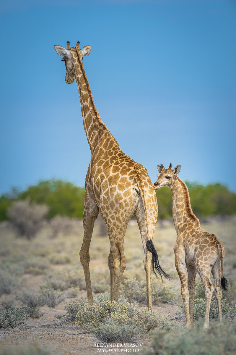 Nikon AF-S Nikkor 500mm F4E FL ED VR sample photo. Giraffe photography