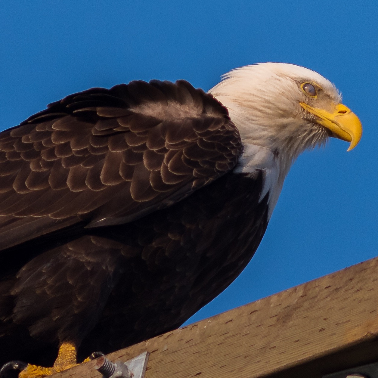 Nikon D810 + AF Nikkor 300mm f/4 IF-ED sample photo. Caught this fellow, enjoying the wind atop a 40 foot electric post... photography